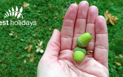 From Little Acorns… Forest Holidays